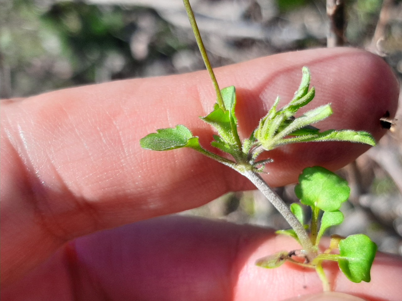 Viola arvensis