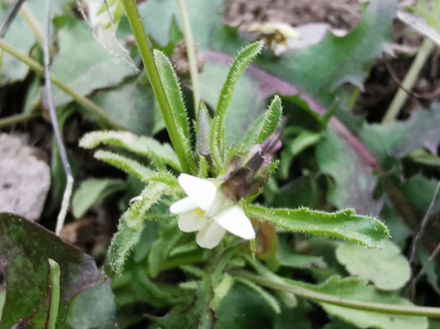 Viola arvensis