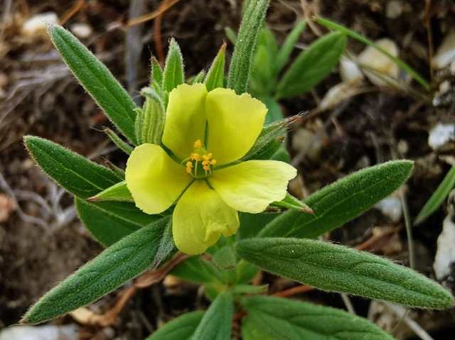 Helianthemum ledifolium