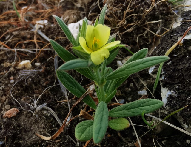 Helianthemum ledifolium