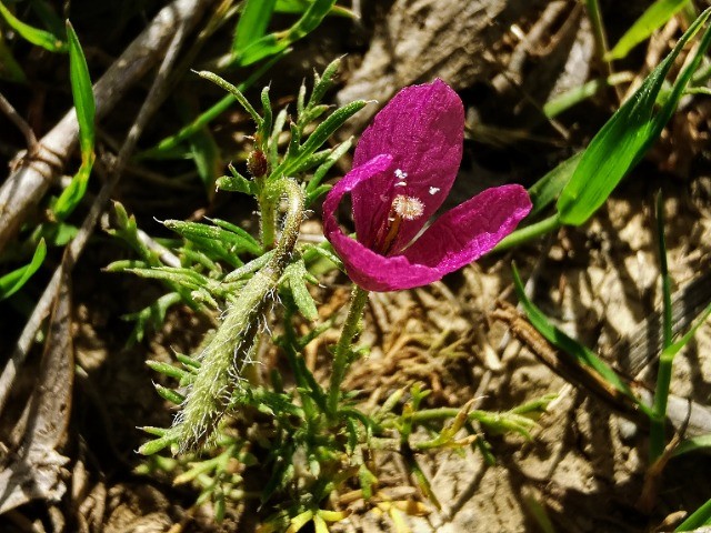 Roemeria hybrida