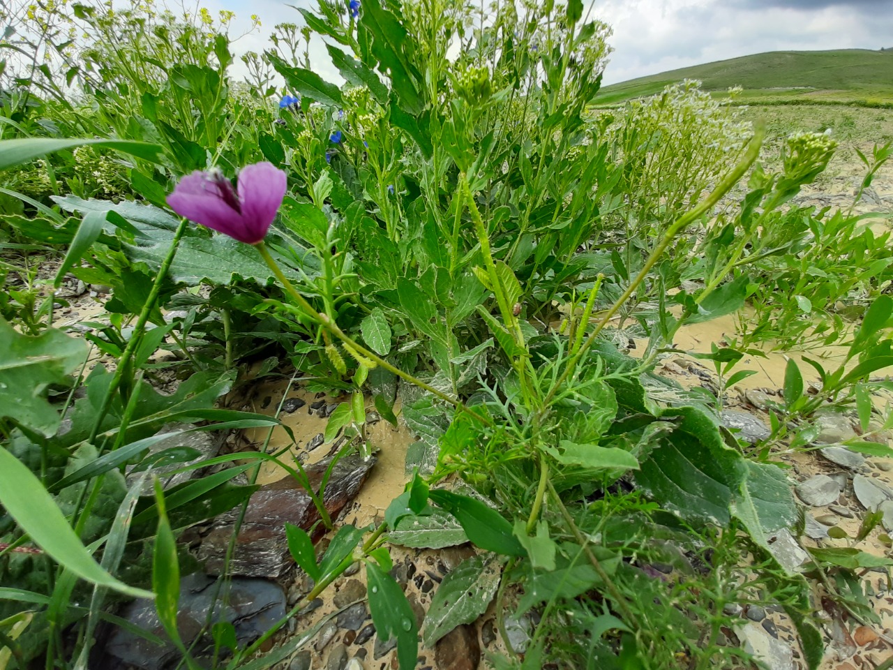 Roemeria hybrida