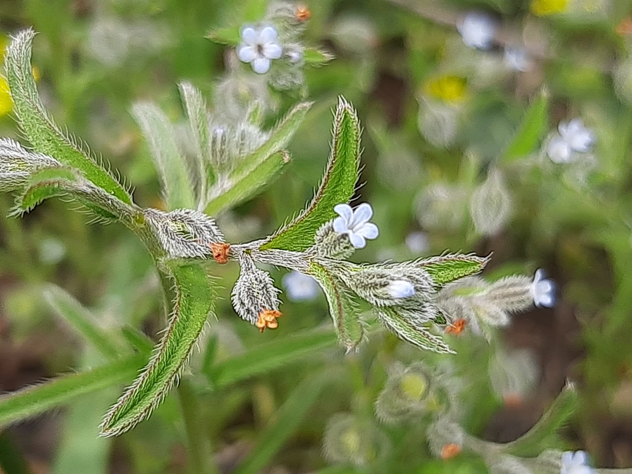 Rochelia disperma