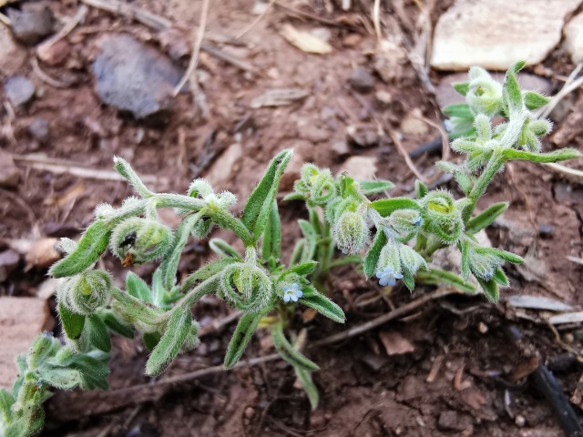 Rochelia disperma