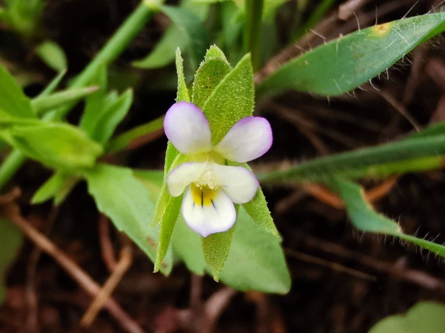 Viola occulta