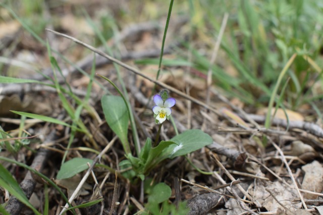 Viola occulta