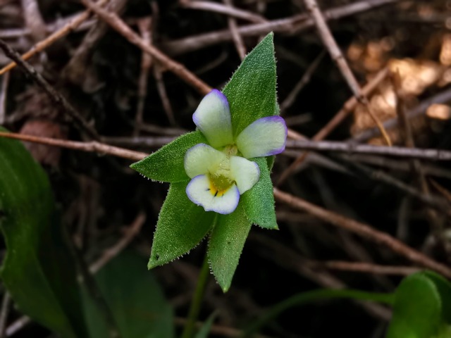 Viola occulta