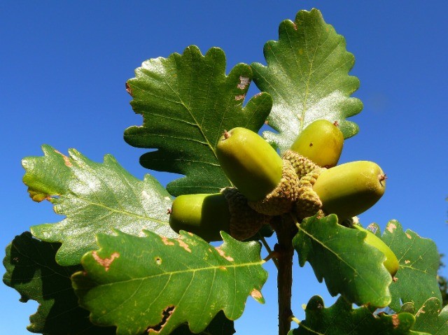 Quercus petraea