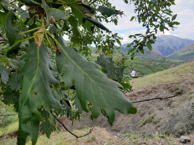 Quercus petraea