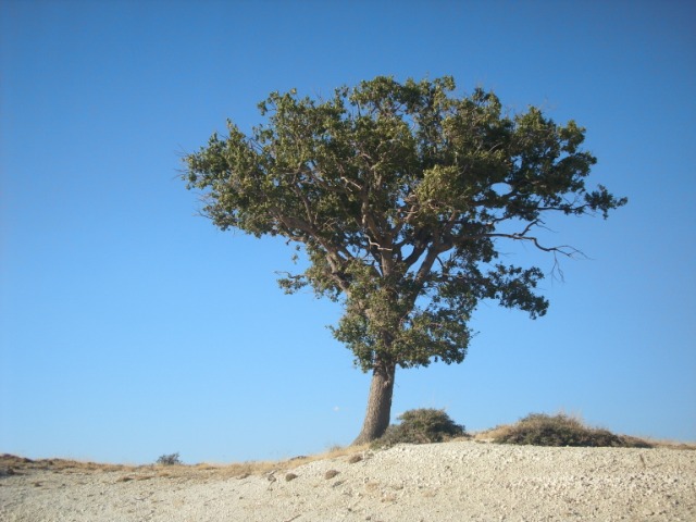 Quercus petraea