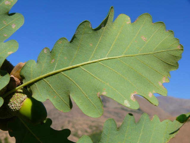 Quercus petraea