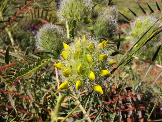 Astragalus macrocephalus