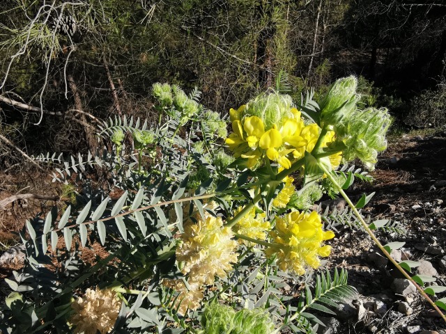 Astragalus macrocephalus