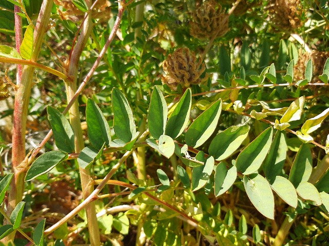 Astragalus macrocephalus