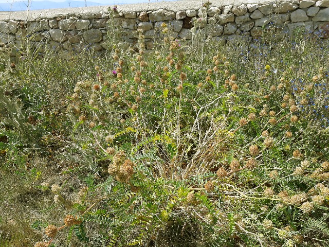 Astragalus macrocephalus