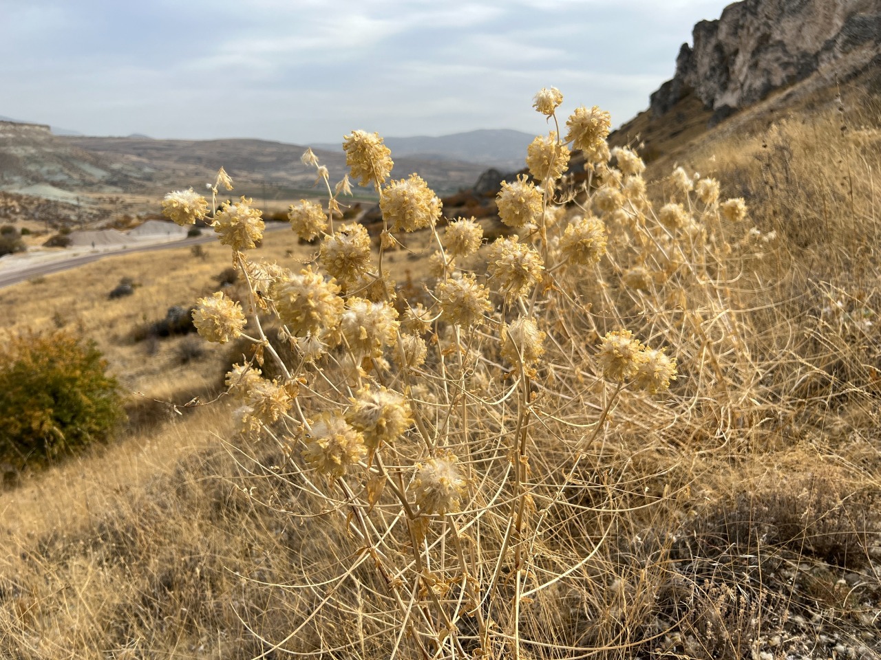 Astragalus macrocephalus