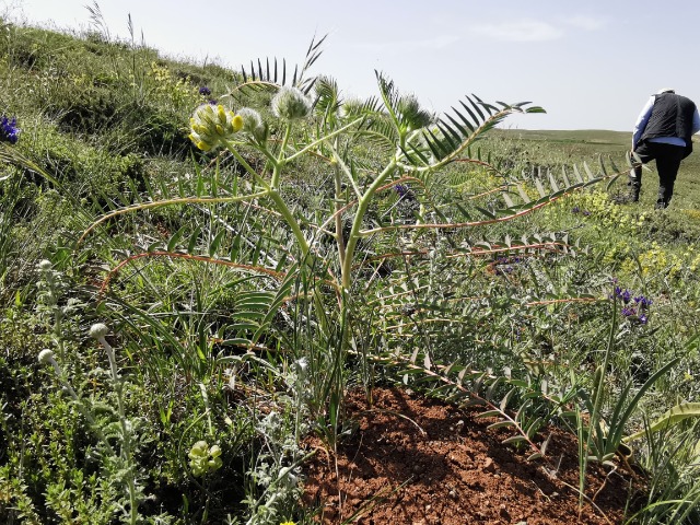 Astragalus macrocephalus