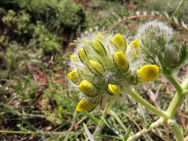 Astragalus macrocephalus