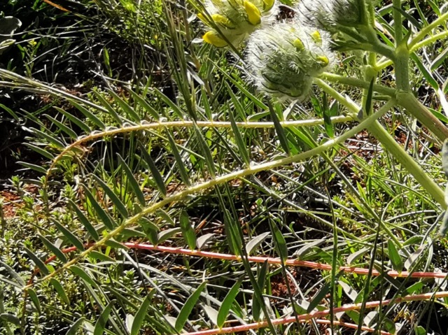 Astragalus macrocephalus