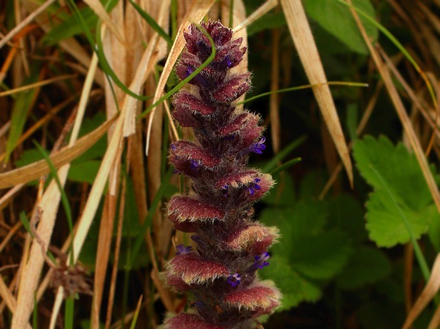 Ajuga orientalis