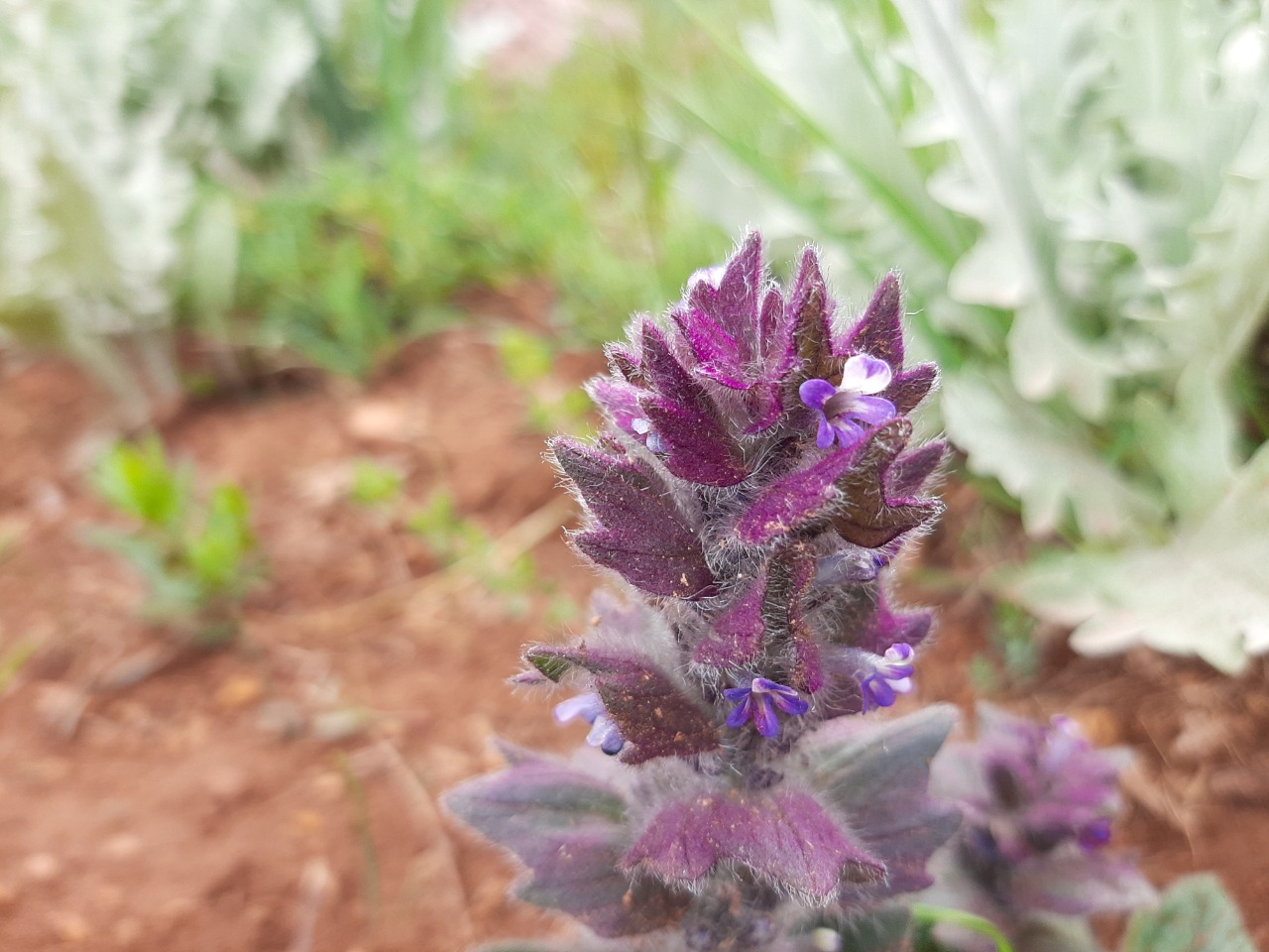 Ajuga orientalis