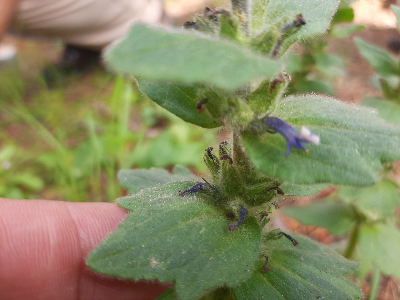 Ajuga orientalis