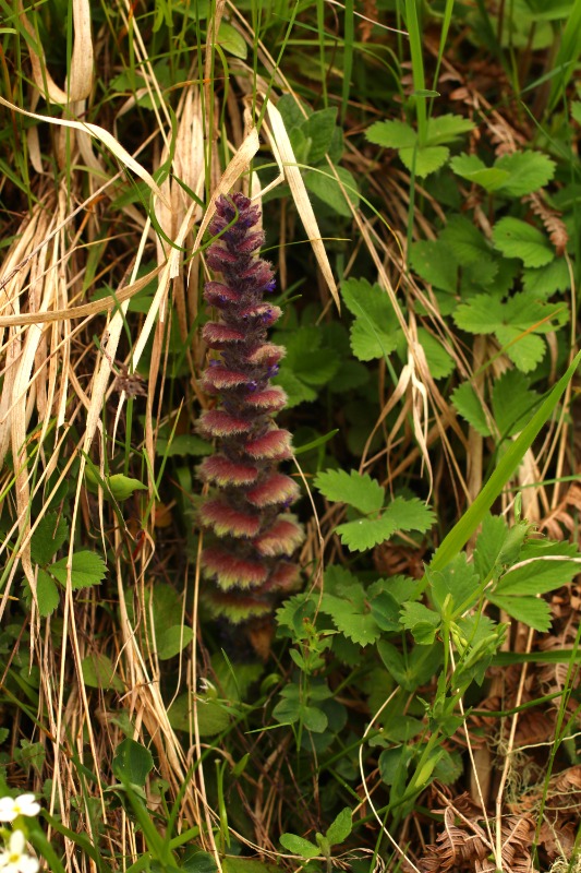 Ajuga orientalis