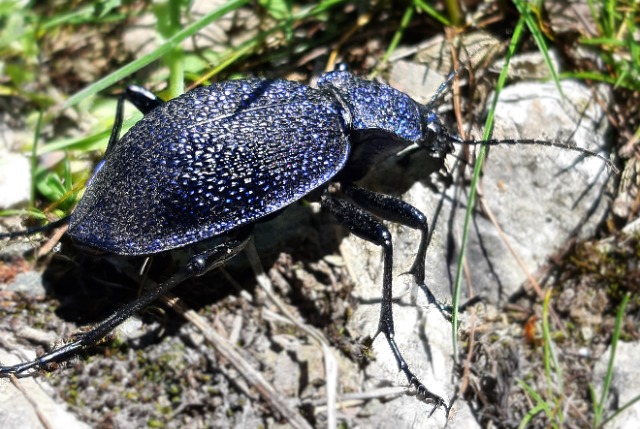 Carabus scabrosus