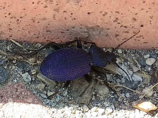 Carabus scabrosus