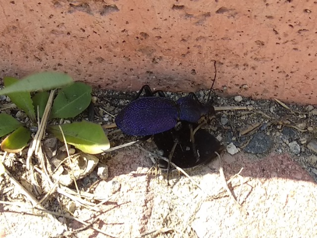 Carabus scabrosus