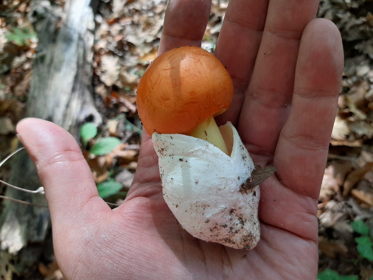 Amanita caesarea