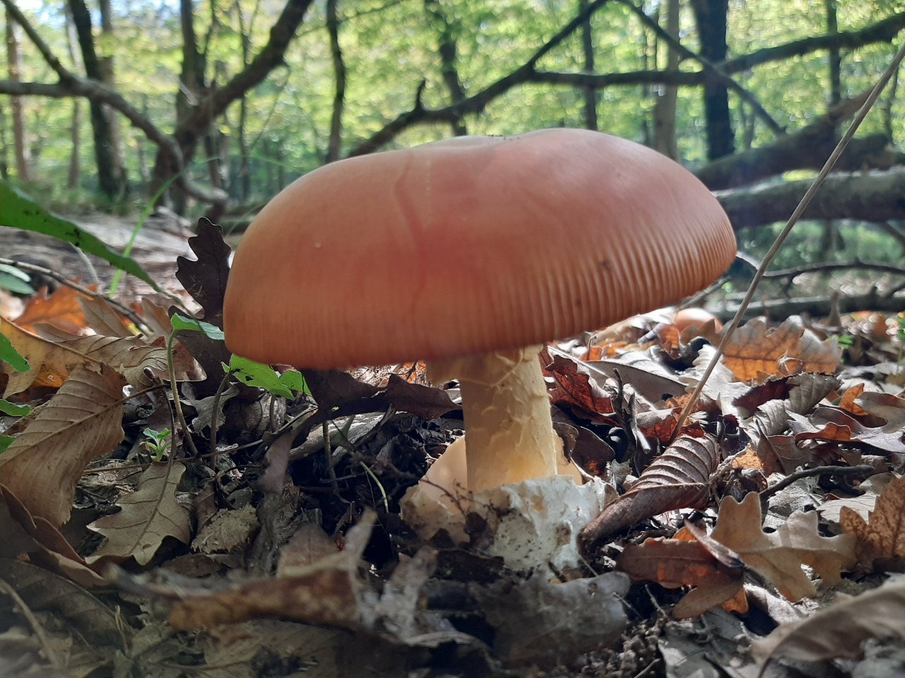 Amanita caesarea