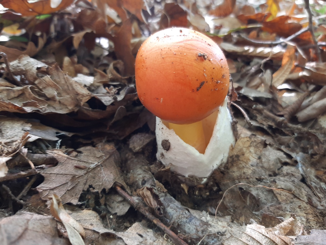 Amanita caesarea