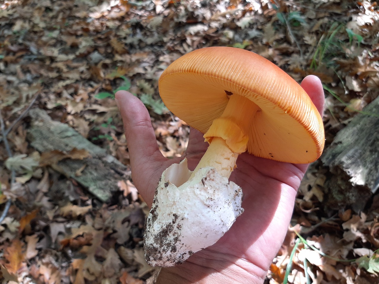 Amanita caesarea