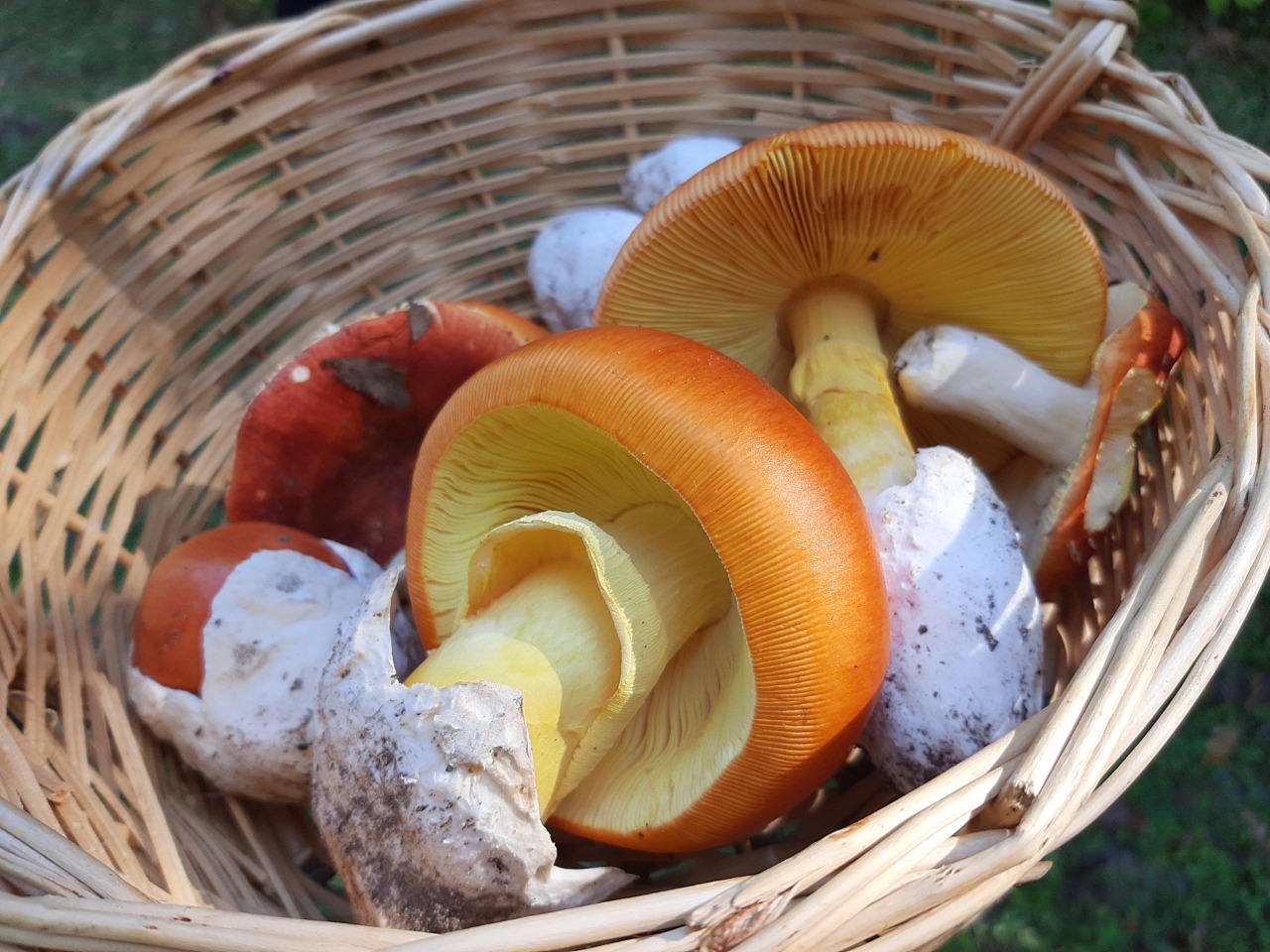 Amanita caesarea