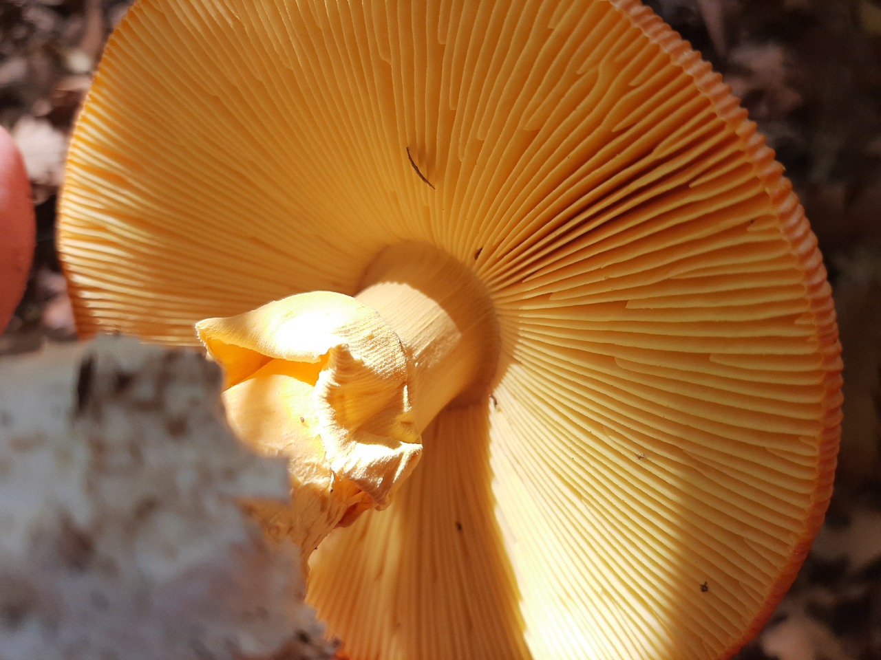 Amanita caesarea
