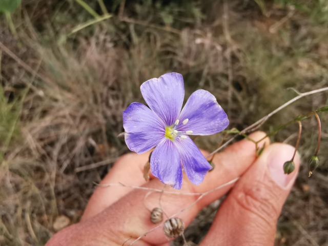 Linum austriacum