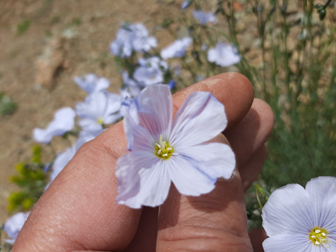 Linum austriacum