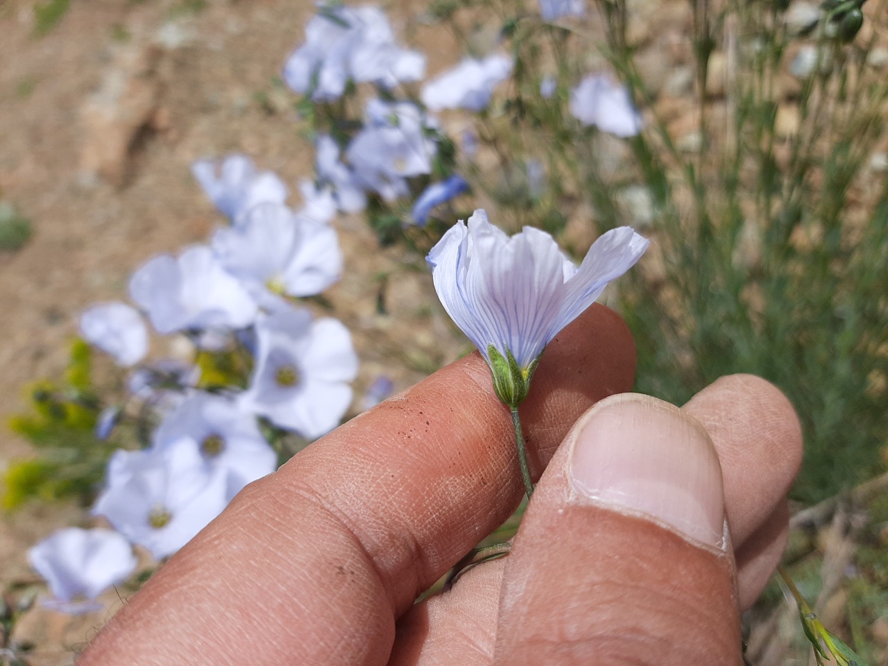 Linum austriacum