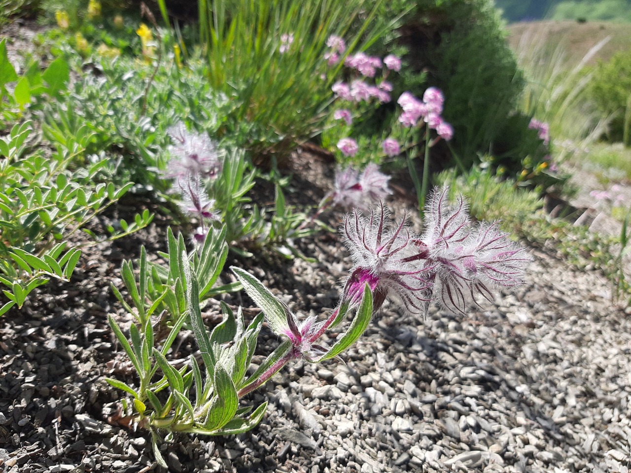 Stachys lavandulifolia