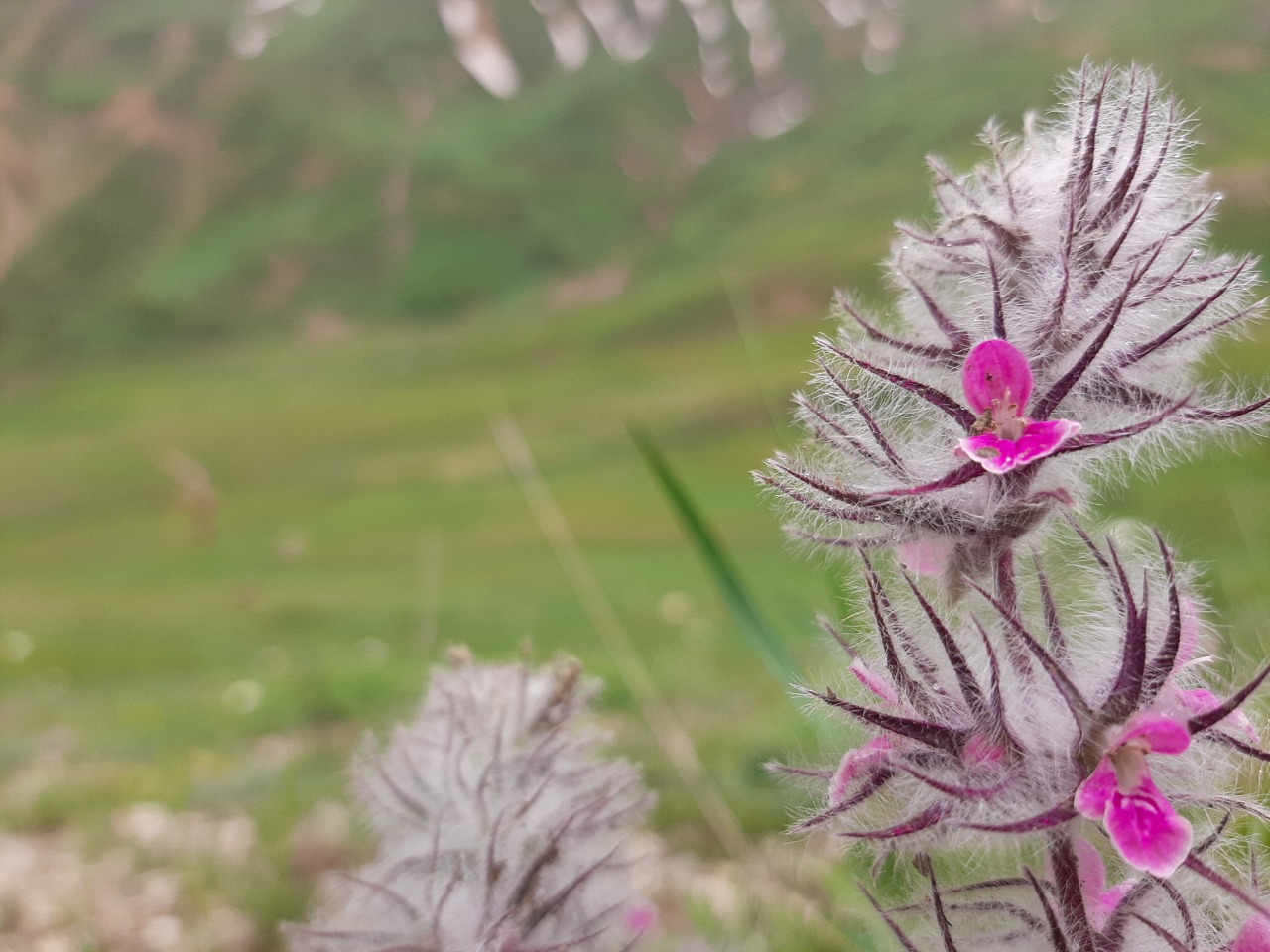 Stachys lavandulifolia