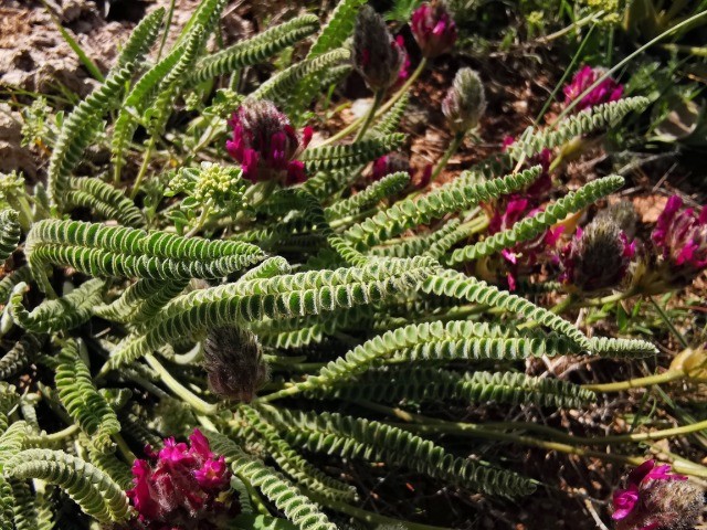 Astragalus densifolius