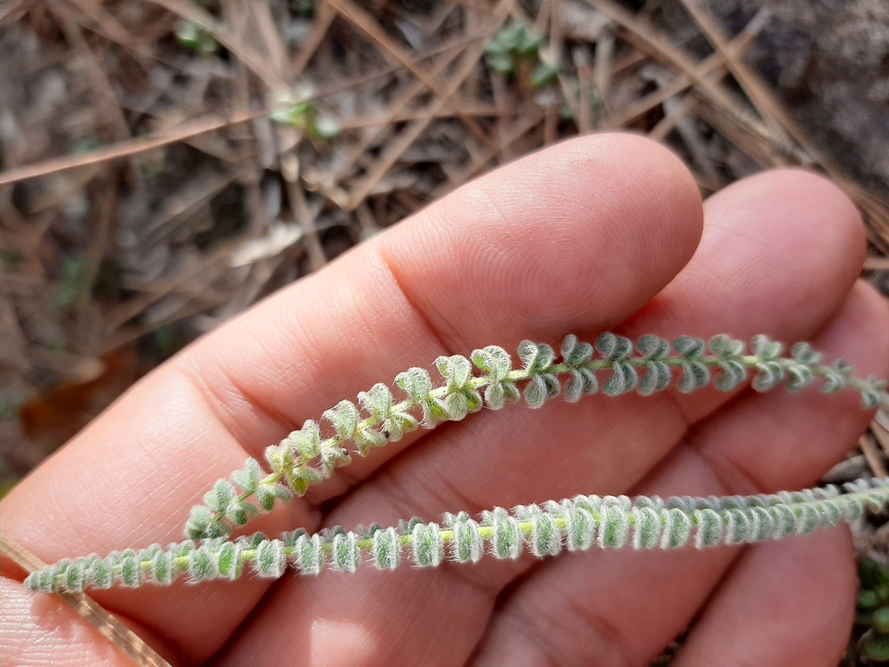 Astragalus densifolius