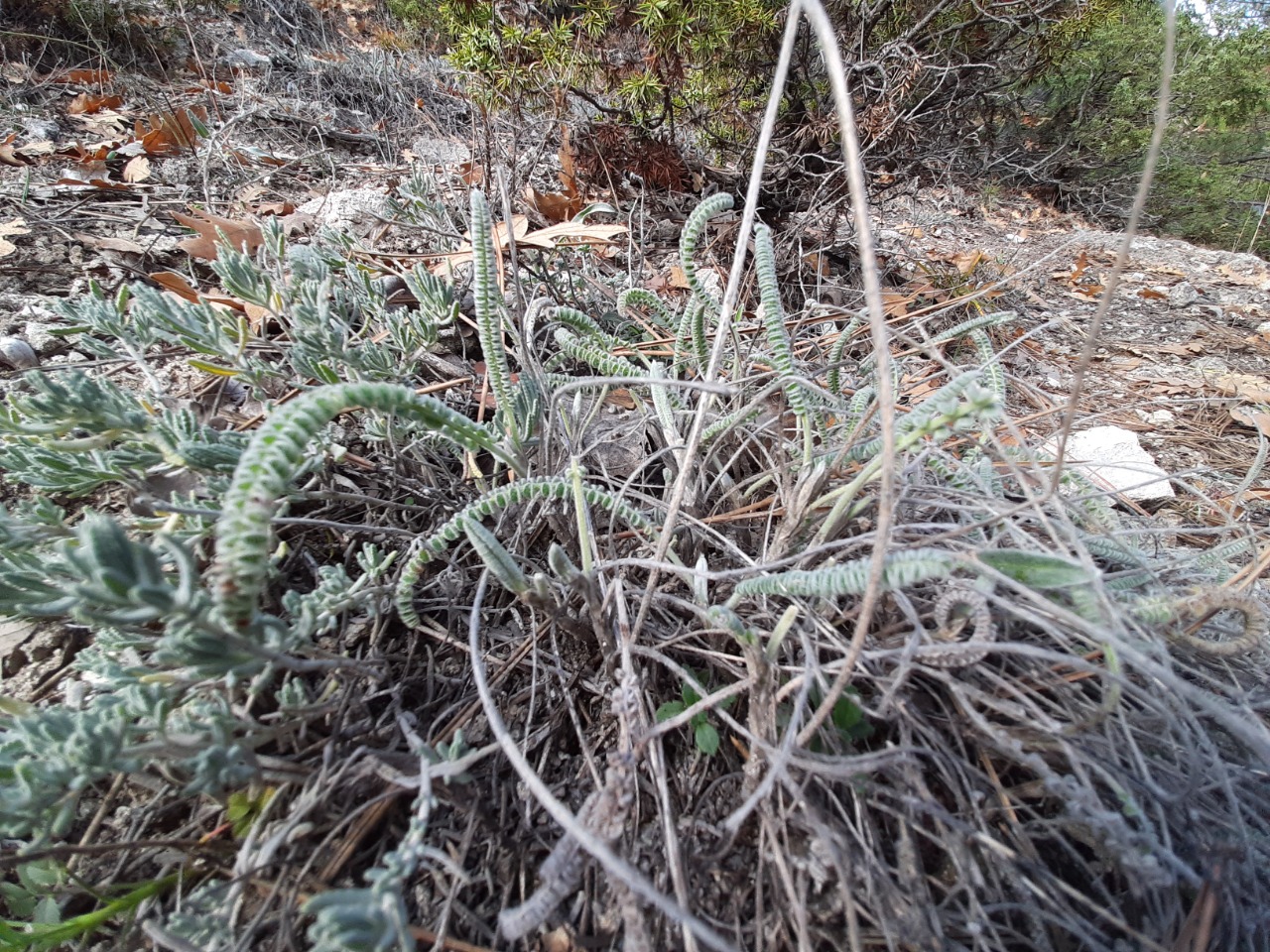 Astragalus densifolius