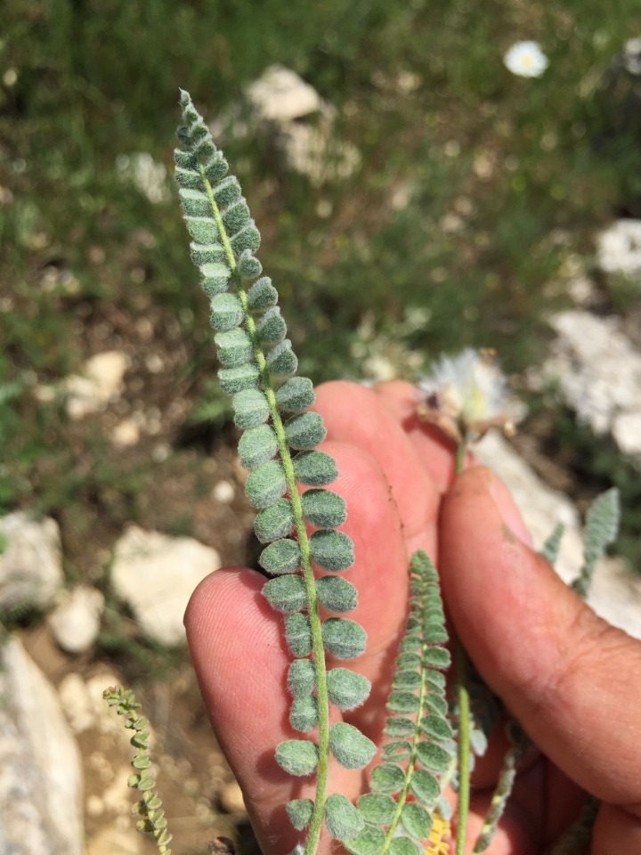 Astragalus densifolius