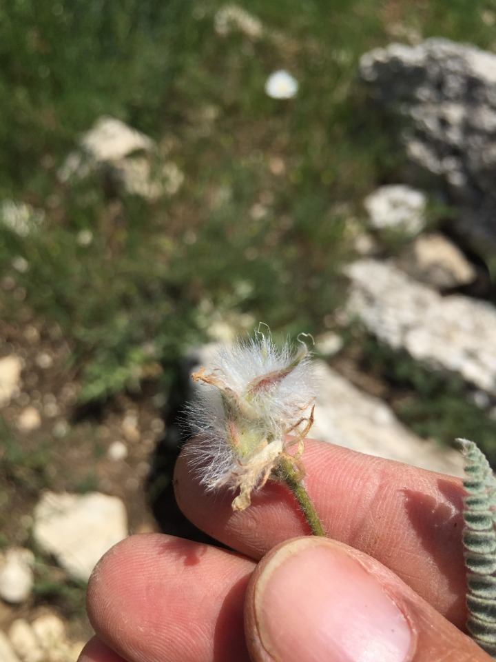 Astragalus densifolius