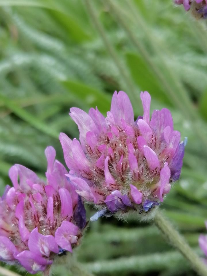 Astragalus densifolius