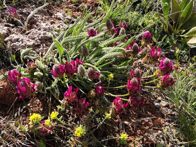 Astragalus densifolius