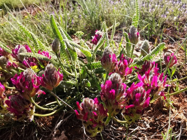 Astragalus densifolius