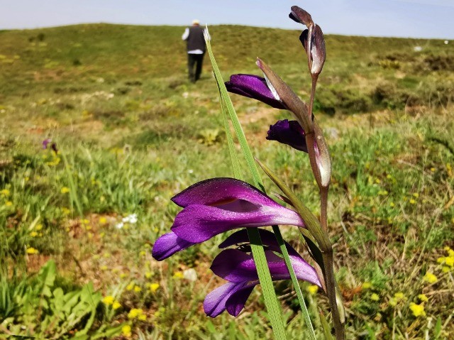 Gladiolus atroviolaceus